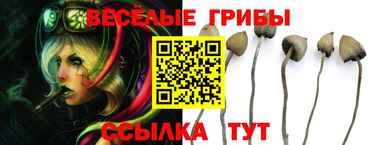 Карачаевск  Псилоцибиновые грибы Cubensis  Вход с VPN 